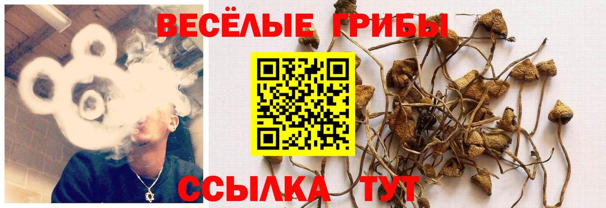Псилоцибиновые грибы Cubensis Югорск